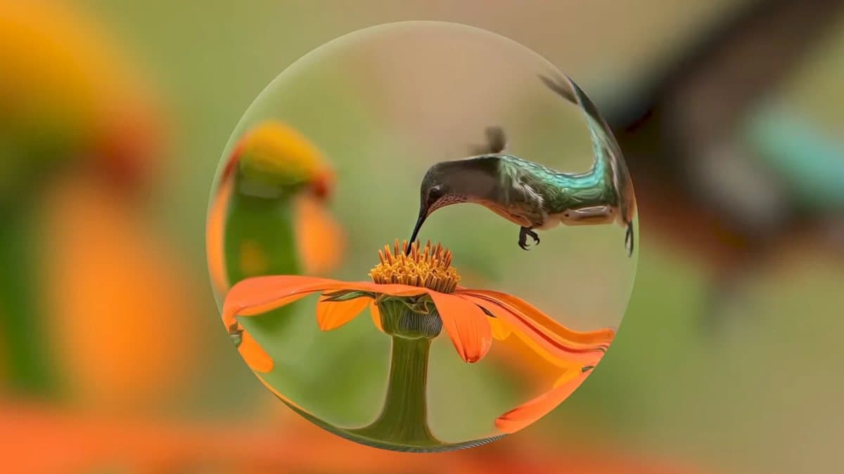 A hummingbird feeding on an orange flower seen through a glass sphere, with the background blurred